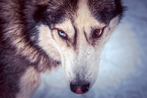 Gros plan sur les beaux grands yeux d'un husky sibérien