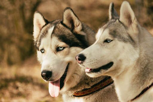 Un gros plan sur les incroyables yeux bleus et les grandes oreilles dressées d'un husky sibérien