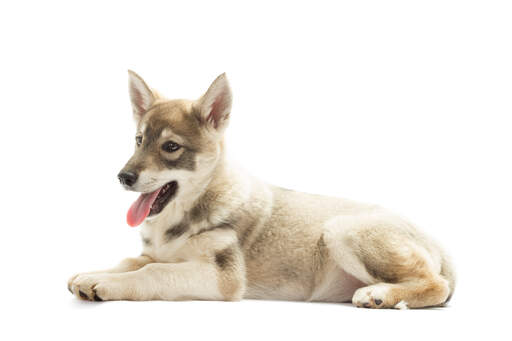 Un chiot husky sibérien en pleine croissance, bien couché, attendant qu'on s'occupe de lui