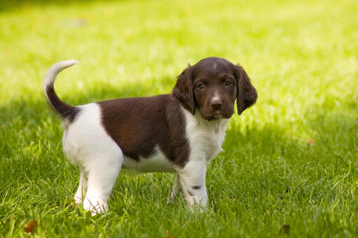 Un magnifique petit chiot munsterlander brun et blanc