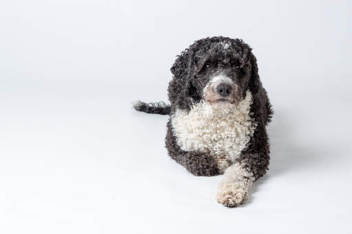 Un beau chien d'eau espagnol adulte couché proprement, attendant un commandement