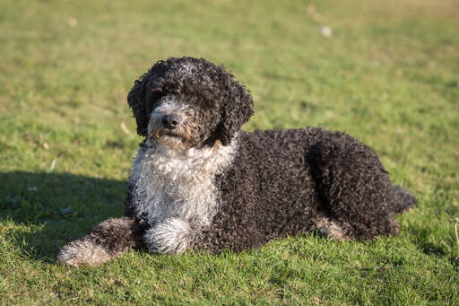 Un chien d'eau espagnol blanc et brun couché dans l'herbe