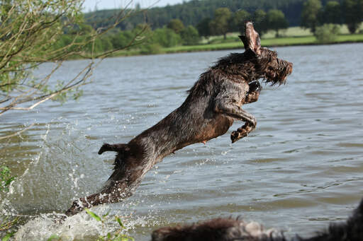 Un spinone italiano adulte en bonne santé qui bondit dans l'eau