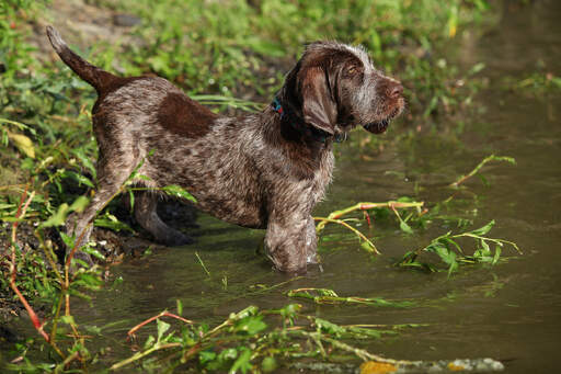 Un adorable petit spinone italiano excité de se mettre à l'eau