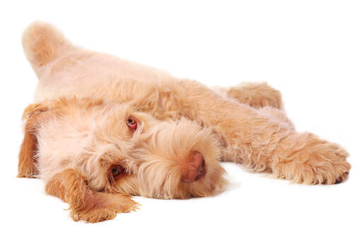 Un beau spinone italiano rouge qui profite de son repos, étalé sur le sol.