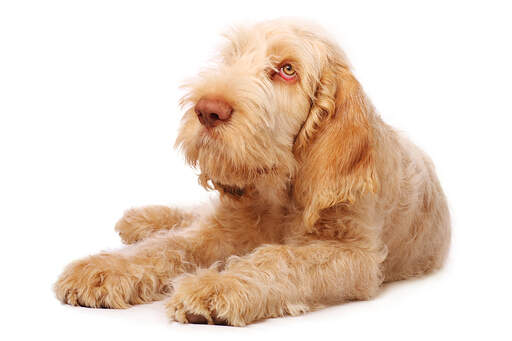 Un spinone italiano adulte avec un beau pelage rouge, montrant ses grandes pattes