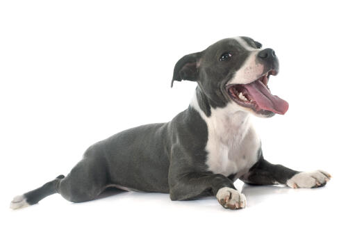 Un beau petit chiot staffordshire bull terrier en pleine maturité qui halète