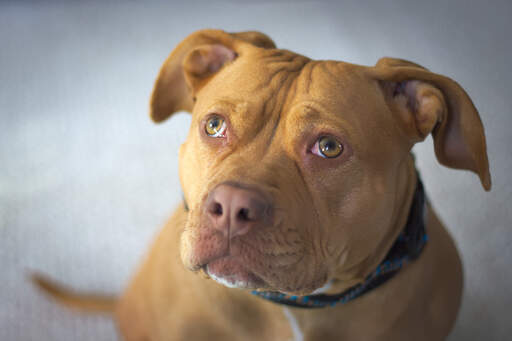 Un gros plan sur les belles oreilles repoussées d'un staffordshire bull terrier