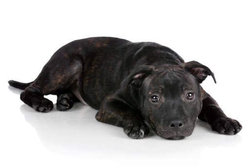 Un staffordshire bull terrier mature avec un beau poil épais noir et marron