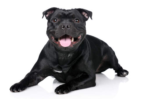 Un jeune adulte staffordshire bull terrier avec un beau poil épais et noir