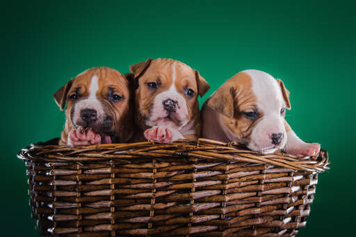 Deux merveilleux petits chiots staffordshire bull terrier dans un panier