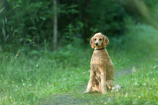 Un beau caniche standard adulte assis patiemment, attendant une commande