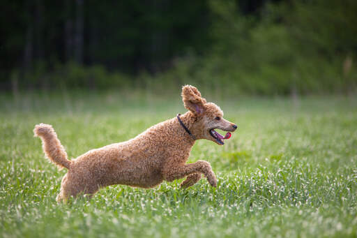 Un magnifique caniche standard au pelage brun qui bondit dans l'herbe