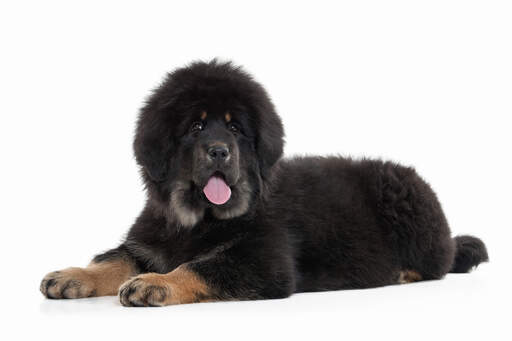 Un mastiff tibétain avec un incroyable pelage noir, doux et épais