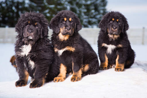 Trois adorables jeunes mâtins tibétains assis ensemble dans le... Snow