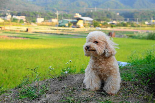 Un adorable petit caniche toy au pelage blond incroyablement soigné.