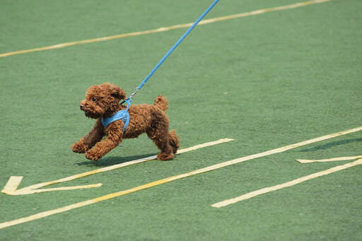 Un petit caniche énergique qui court à toute allure.