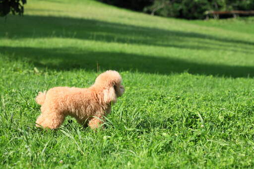 Un incroyable petit chiot caniche jouet se tenant droit dans l'herbe