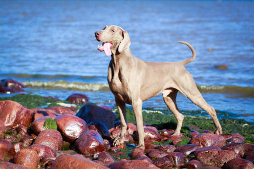 Un magnifique weimaraner adulte, montrant son puissant physique