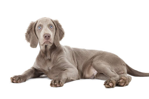 Un chiot weimaraner magnifiquement doux, aux yeux clairs et frappants