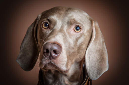 Un gros plan sur le beau pelage court et doux d'un weimaraner