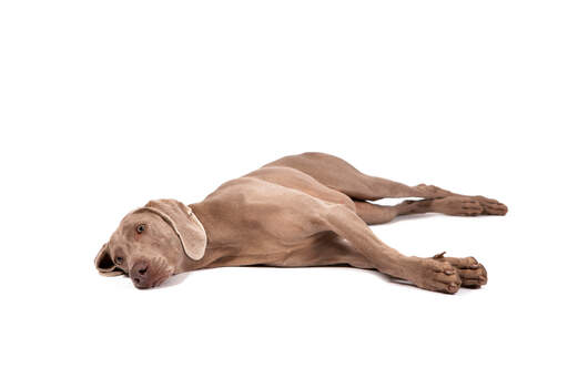 Un jeune weimaraner au repos qui s'étend sur le sol