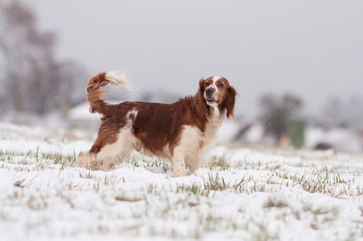 Un épagneul springer gallois montrant sa belle et longue robe brune