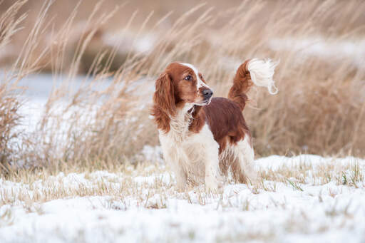 Un adorable petit épagneul springer gallois avec une belle queue blanche et marron