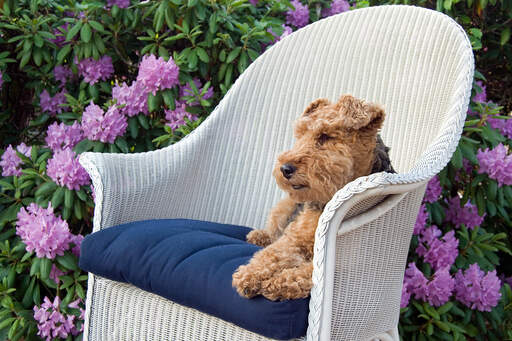 Un beau terrier gallois profitant d'un repos sur une chaise à l'extérieur