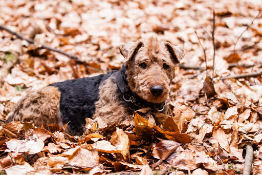 Un adorable petit welsh terrier couché dans les feuilles.