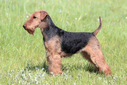 Un jeune welsh terrier montrant son beau corps court et son poil rêche