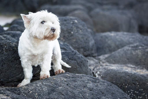 Un beau west highland terrier avec une belle fourrure blanche