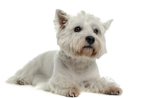 Un magnifique petit west highland terrier, montrant sa jolie petite barbe brune