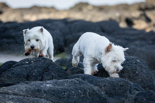 Deux west highland terrier's appréciant leur compagnie sur les rochers