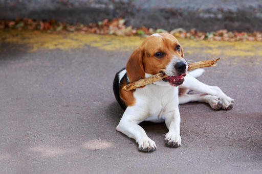 Foxhound-american-stick