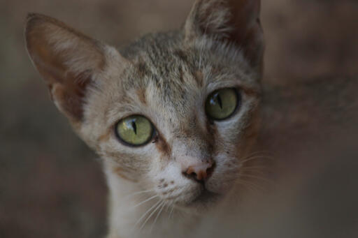 Visage de chat rex allemand en gros plan