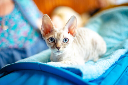 Chaton german rex couché sur une couverture bleue