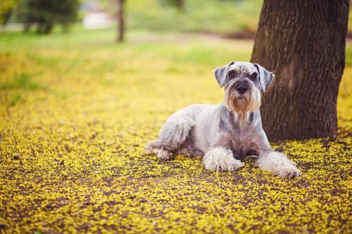 Géant-schnauzer-couché