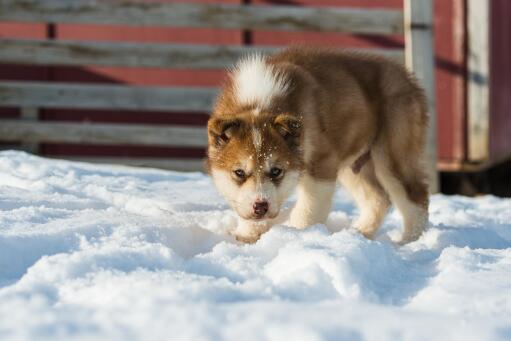 Chien-chiot du pays vert