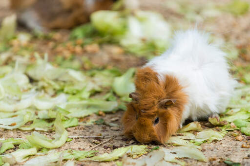Un cochon d'inde abyssinien avec une belle fourrure blanche et rouge