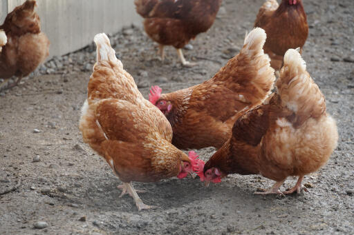 Poulets hybrides