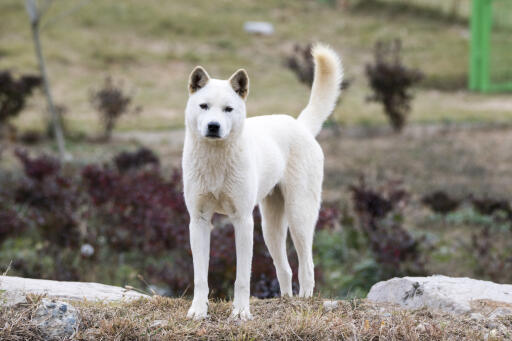 Coréen-jindo-extérieur