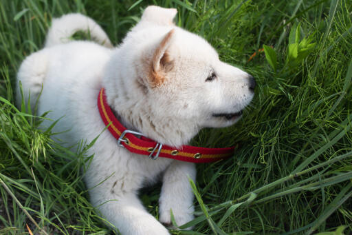 Chiot coréen-jindo