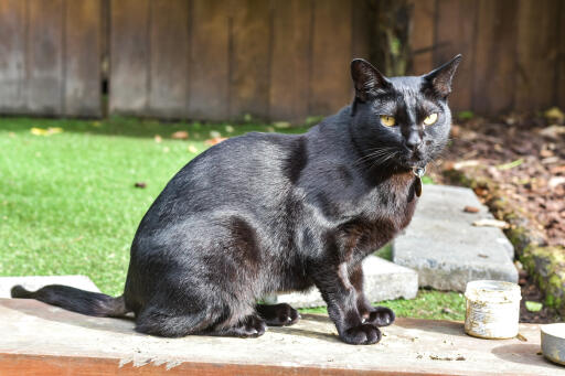 Chat mandalay assis dans un jardin