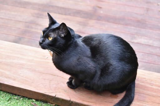 Chat mandalay brillant assis sur une terrasse