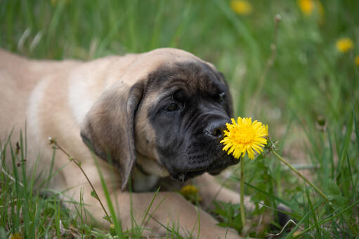 Chiot-masque-avec-fleur