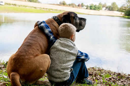 Mastiff-avec-enfant