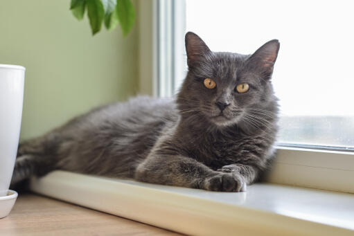 Nebelung chat se relaxant sur un rebord de fenêtre