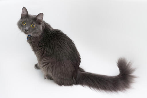 Chat nebelung sur fond blanc