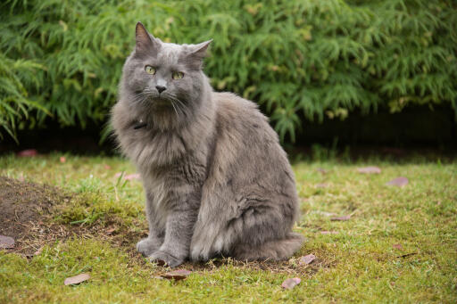 Nebelung chat assis dans un jardin